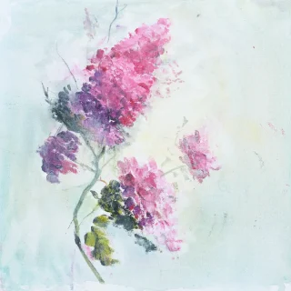 The Language of Hydrangeas